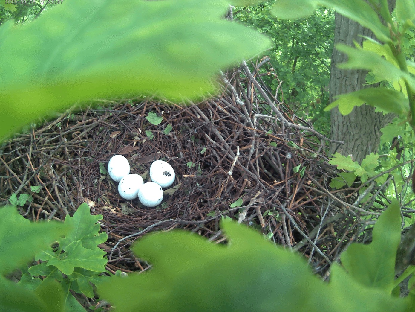 Four hawk eggs.