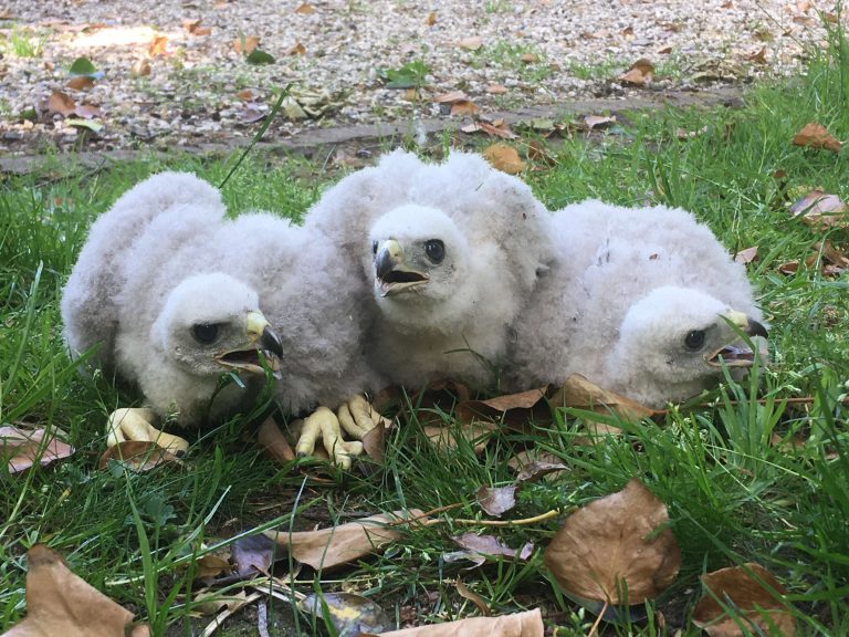 Wester-Amstel's three young hawks